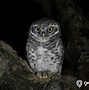 Tanda Burung Hantu Di Dekat Rumah